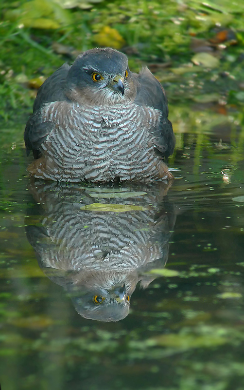 Sparviero in Digiscoping